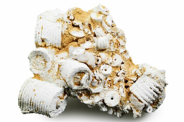 Mississippian Fossil Crinoid Stem Cluster - Kentucky #358723